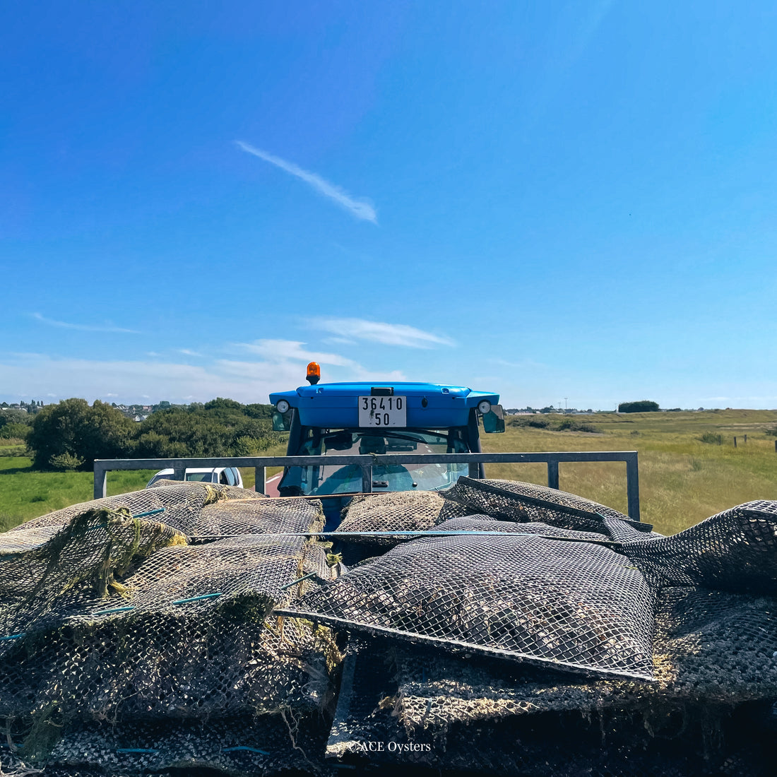 De Invloed van de natuur op de oester industrie