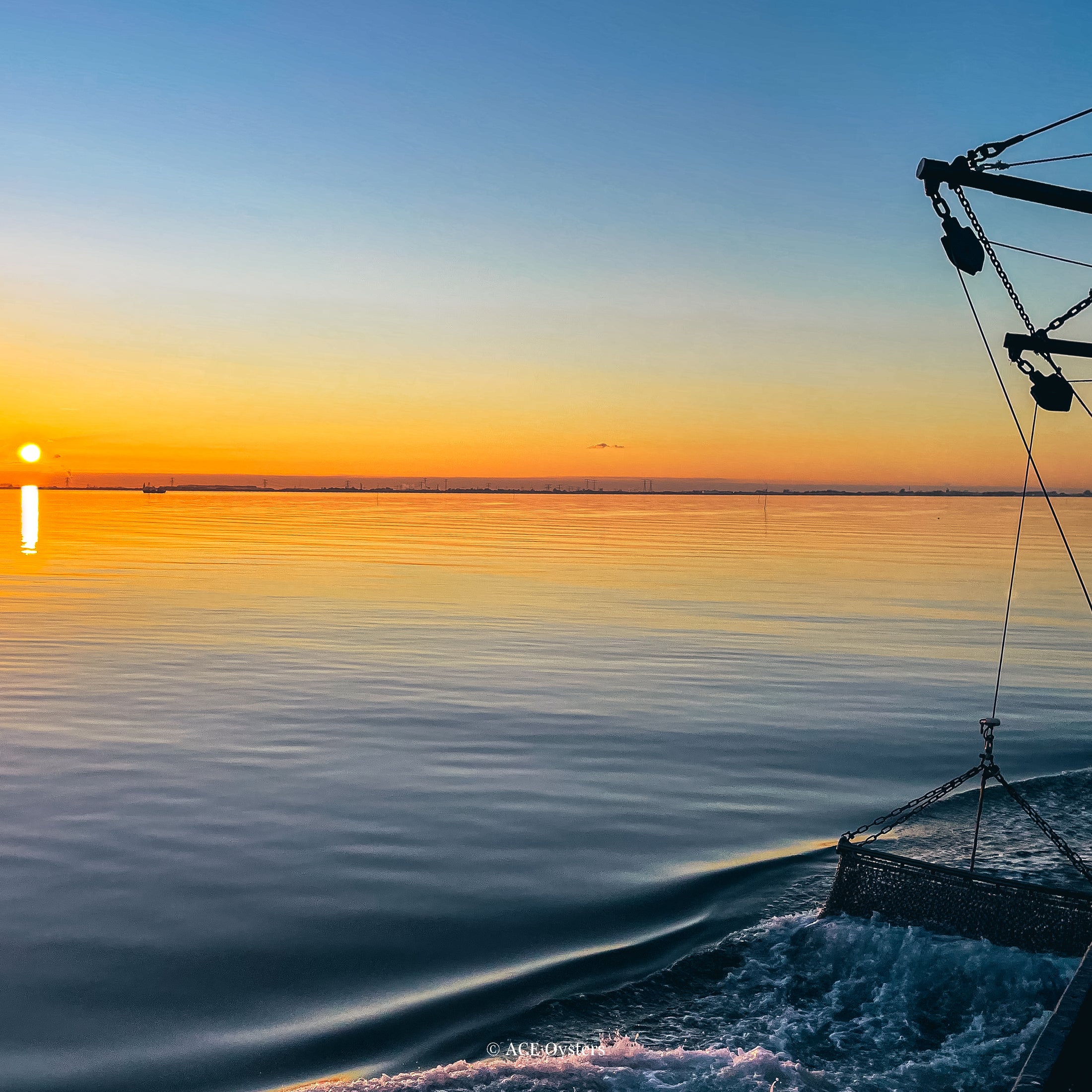 Oyster production in Zeeland, Netherlands ACE Oysters