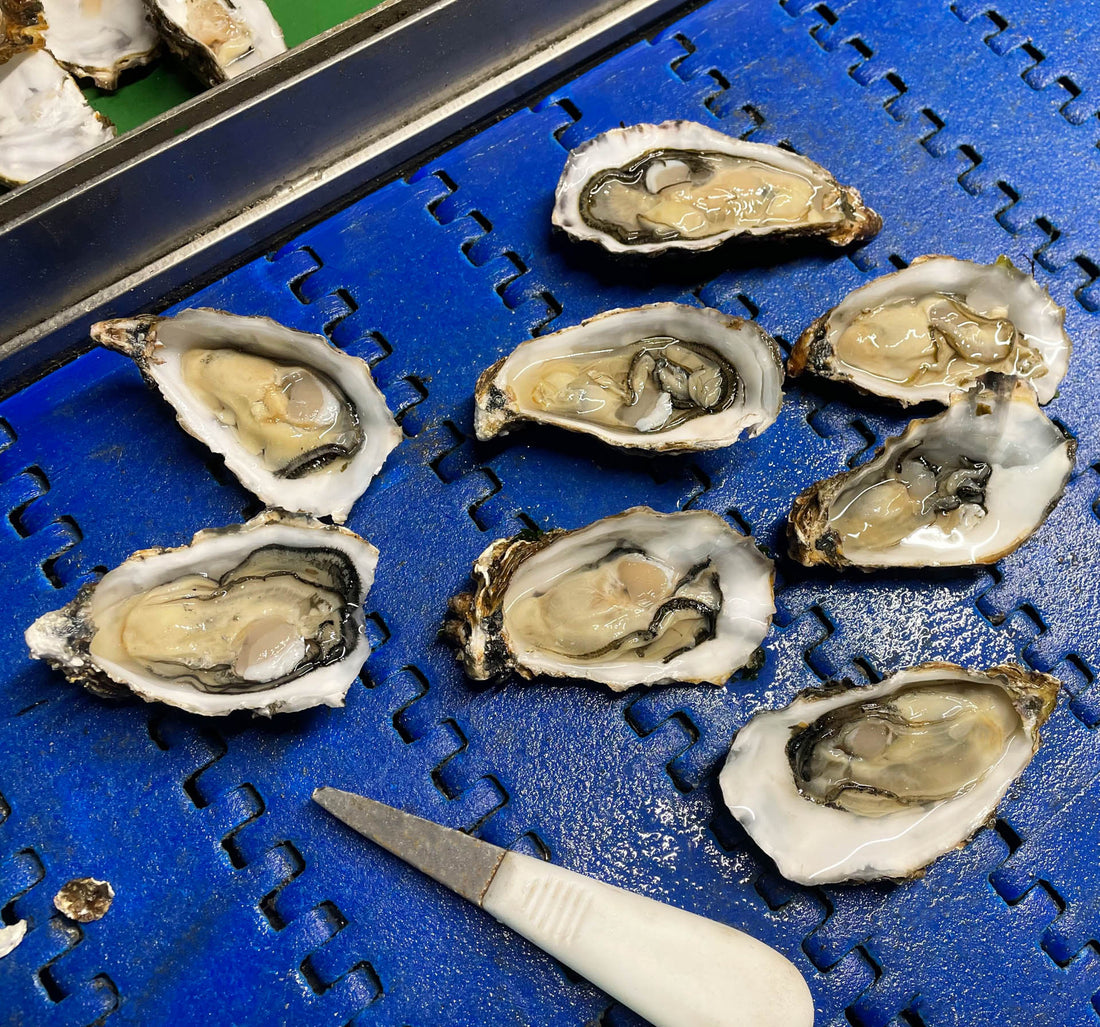 Oesters zijn goed voor je lichaam