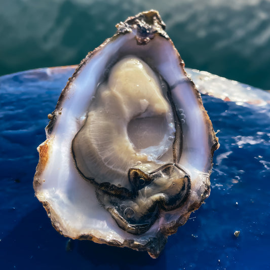 Hoe houd je oesters vers?