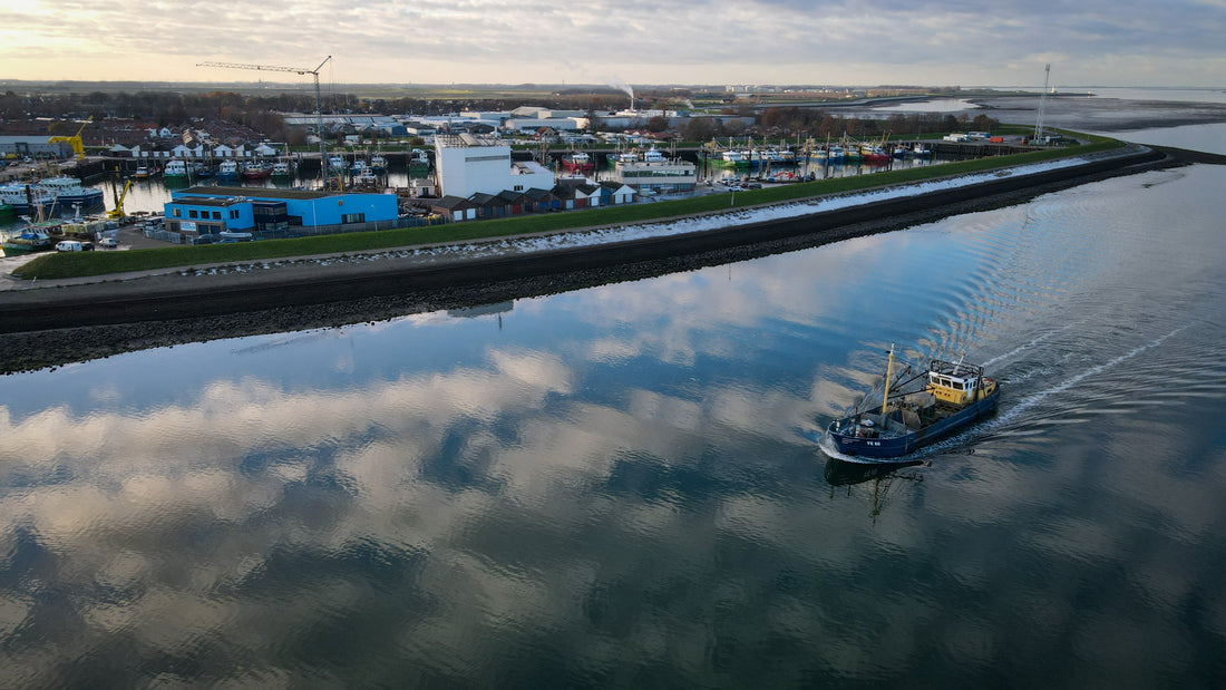 Oesterkweek in Zeeland