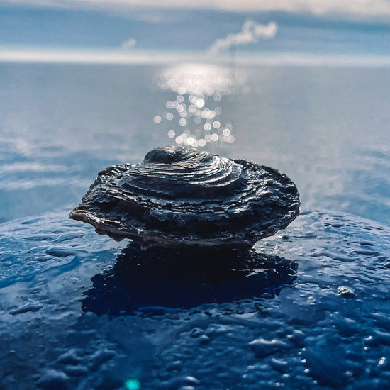 een zeeuwse platte oester van ACE Oysters te zien die op een blauwe boot ligt met de Oosterschelde op de achtergrond