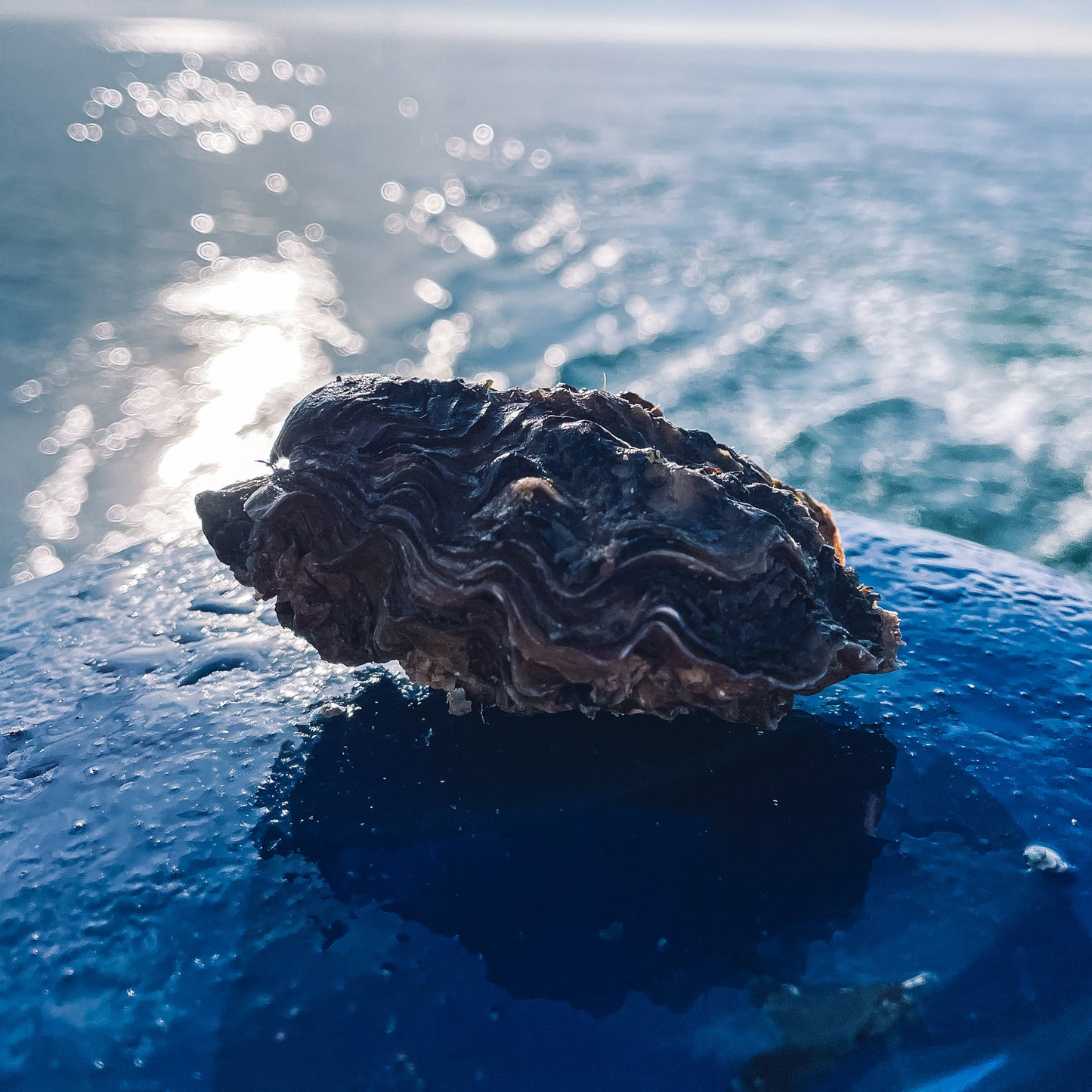 In deze afbeelding zie je een dichte Zeeuwse Creuse Oester van ACE Oysters. De oester ligt op de blauwe oesterboot en op de achtergrond is de zee te zien. Op deze afbeelding is duidelijk te textuur van de oesterschelp te zien.