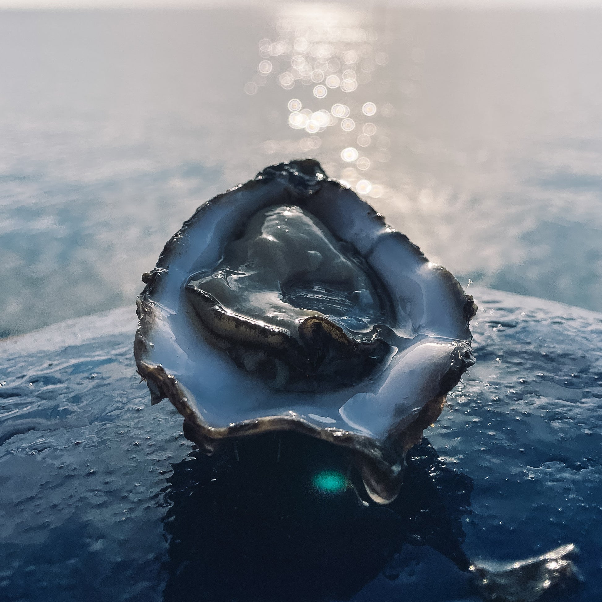 In deze afbeelding zie je opengestoken Zeeuwse Creuse Oester van ACE Oysters. De oester ligt op de blauwe oesterboot en op de achtergrond is de zee te zien.