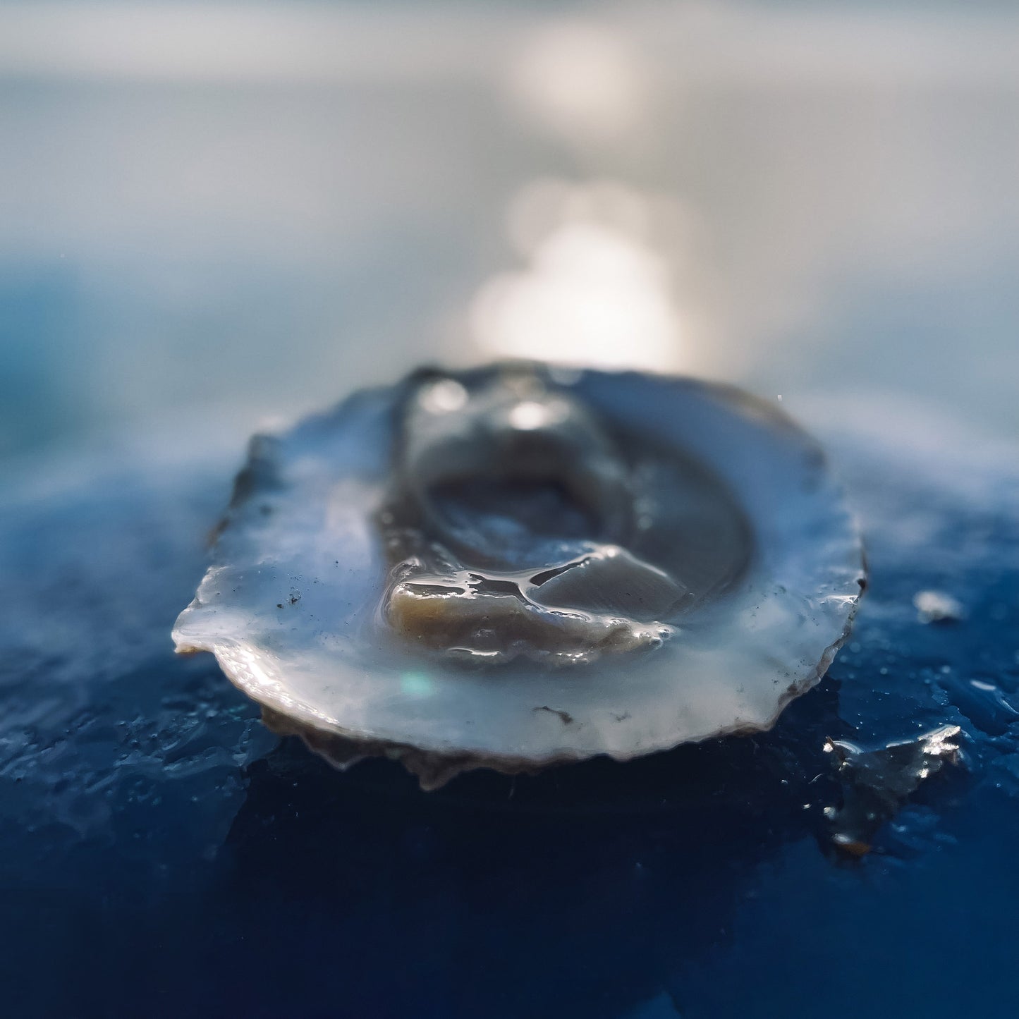 Een opengestoken Zeeuwse Platte Oester met de focus op het stukje vis. De oester ligt op de blauwe oesterboot met de zee en de zon op de achtergrond. 