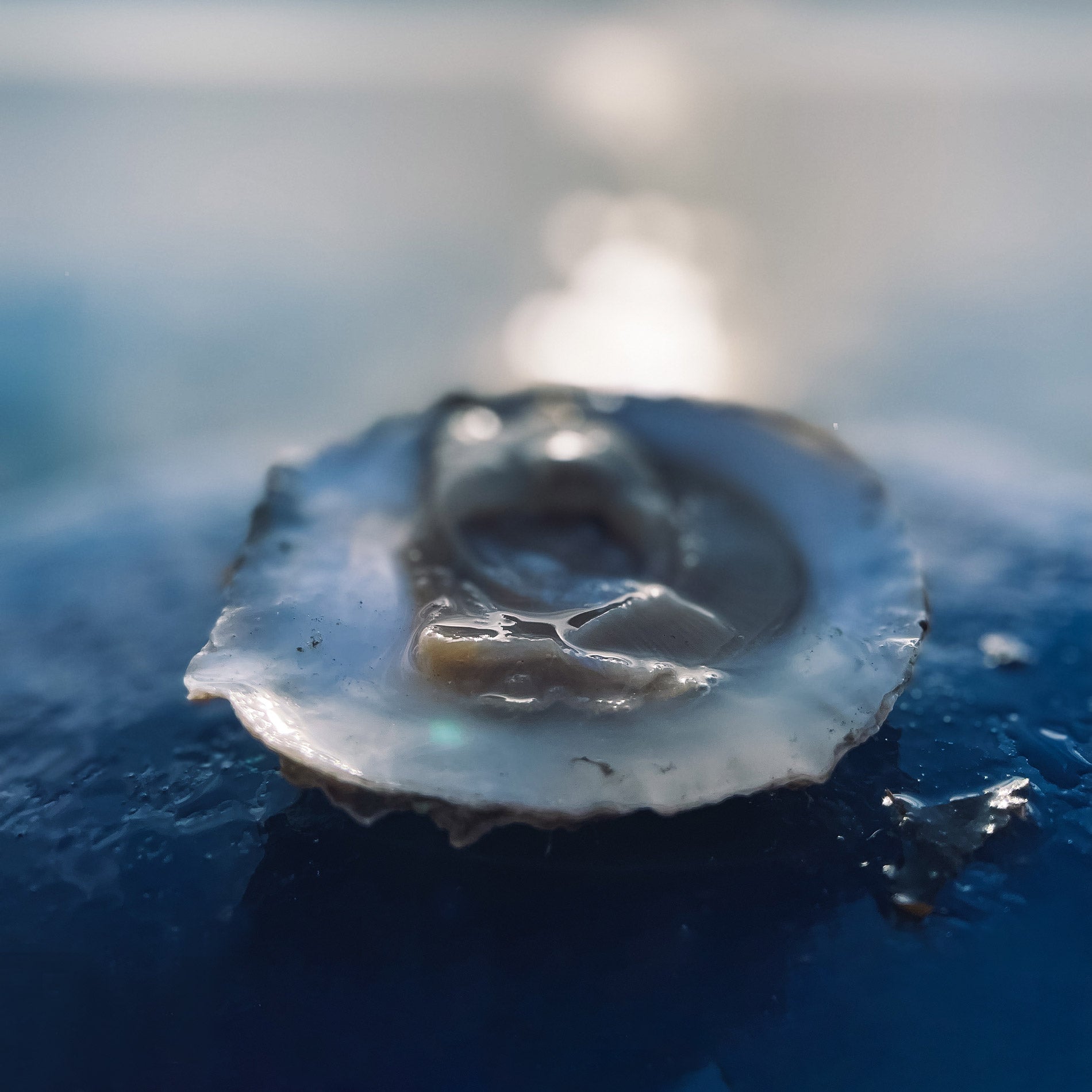 Een opengestoken Zeeuwse Platte Oester met de focus op het stukje vis. De oester ligt op de blauwe oesterboot met de zee en de zon op de achtergrond. 