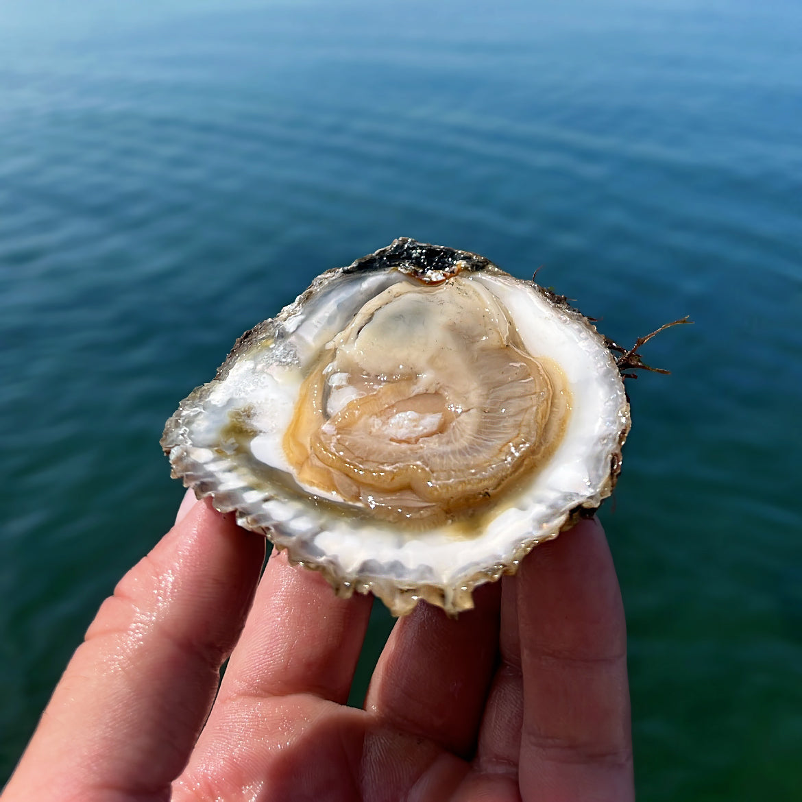 Een opengestoken Zeeuwse Platte Oester, in de hand van de oesterkweker met de zee op de achtergrond. 