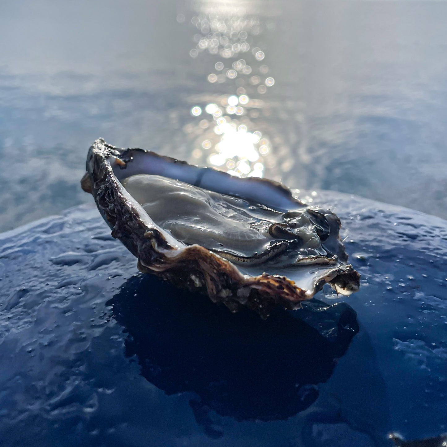 Een opengestoken Zeeuwse Zomer Oester die op de oesterboot ligt. De zon en de zee zijn op de achtergrond te zien. 