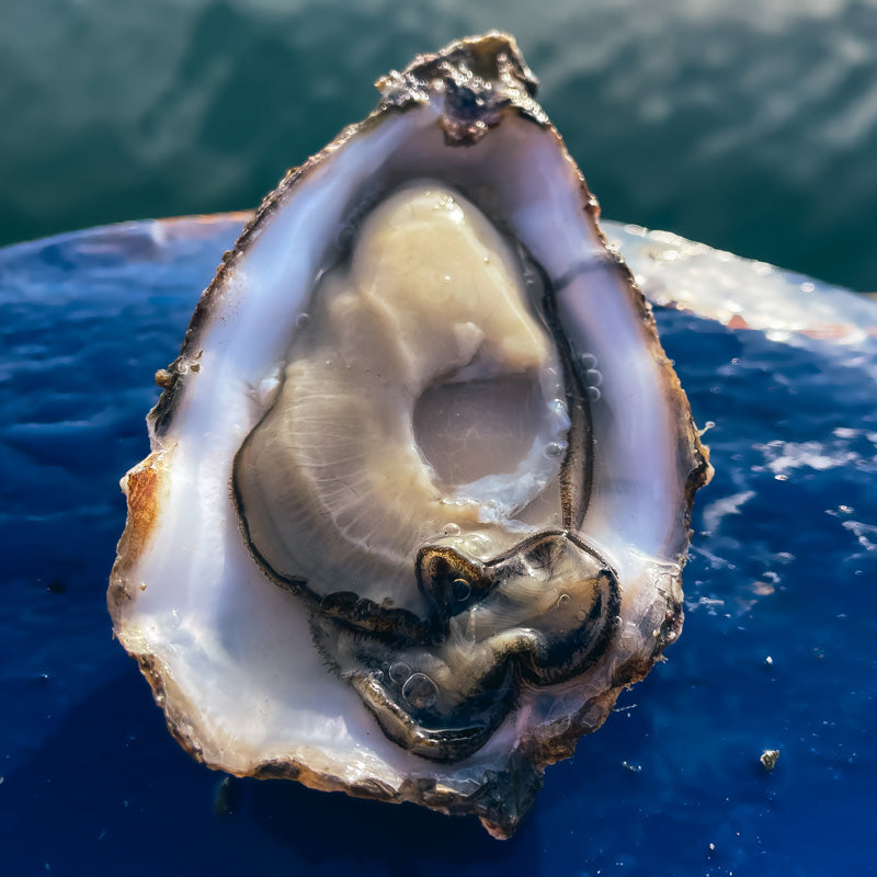 In deze afbeelding zie je opengestoken verticale Zeeuwse Creuse Oester van ACE Oysters. De oester ligt op de blauwe oesterboot en op de achtergrond is de zee te zien.