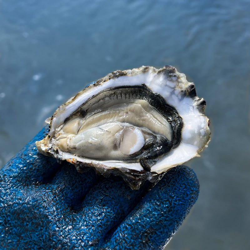 In deze afbeelding zie je opengestoken Zeeuwse Creuse Oester van ACE Oysters. De oester ligt op de handschoen van de oesterkweker en op de achtergrond is de zee te zien.