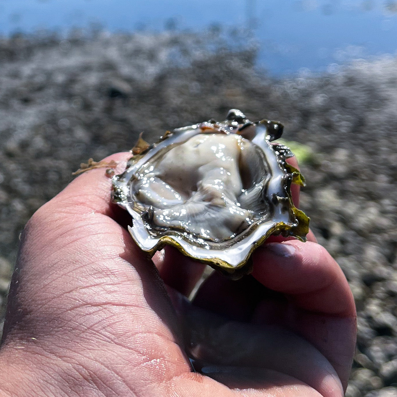 DE ACE Premium Zomer Oester